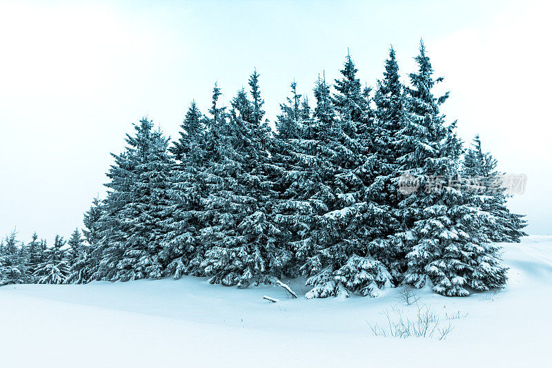 美丽的冬季景观和白雪覆盖的树木