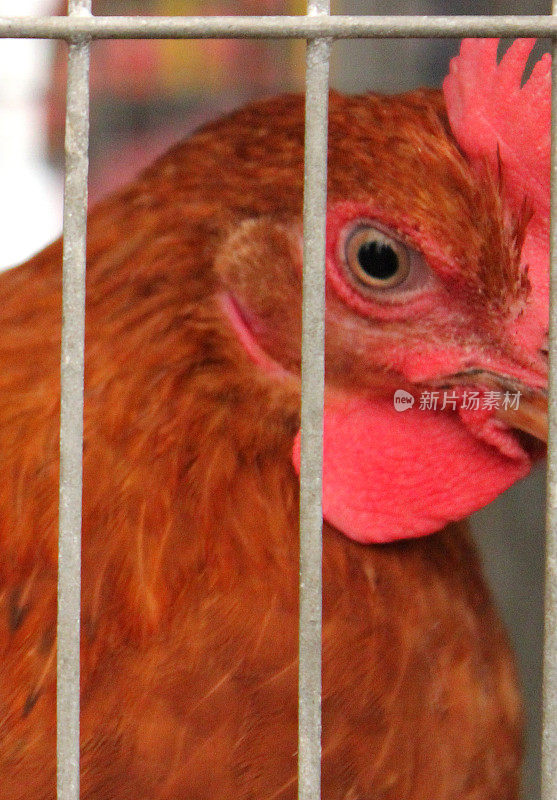 笼子里的鸡，笼子里的鸡，动物福利
