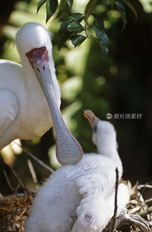 玫瑰色琵鹭和幼鸟在巢中