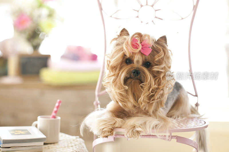 在宠物美容沙龙的约克郡犬狗日