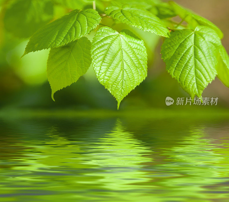 山毛榉的绿叶在水中倒映