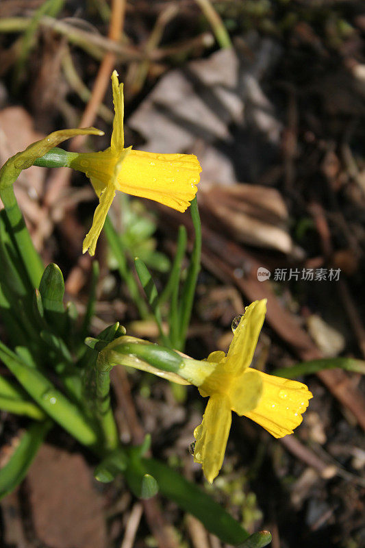 水仙花