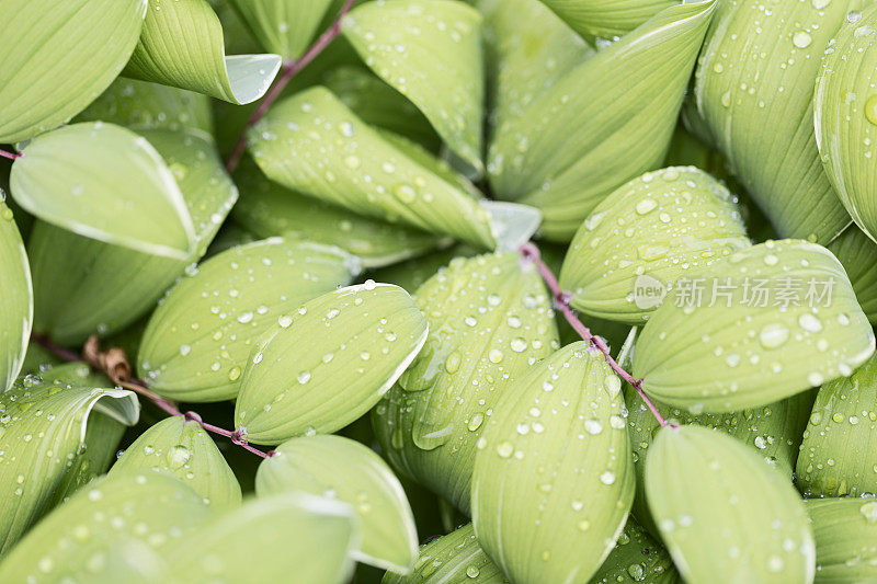 雨滴落在所罗门海豹黄精的叶子上