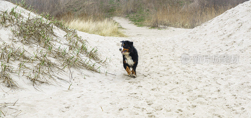在波罗的海的海滩上奔跑的比利时山地狗，在沙丘背书的栅栏