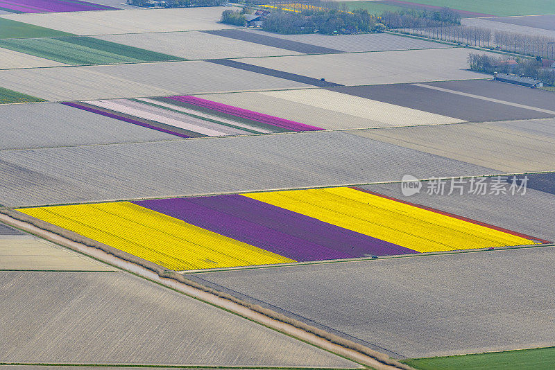 荷兰春季郁金香花海的鸟瞰图