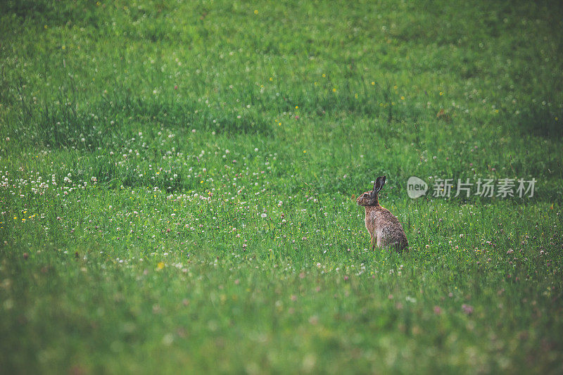 夏日兔草地