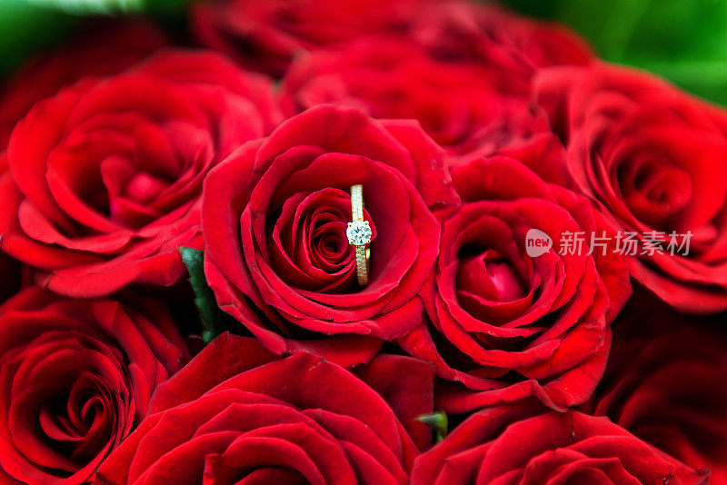 红玫瑰镶着订婚戒指
