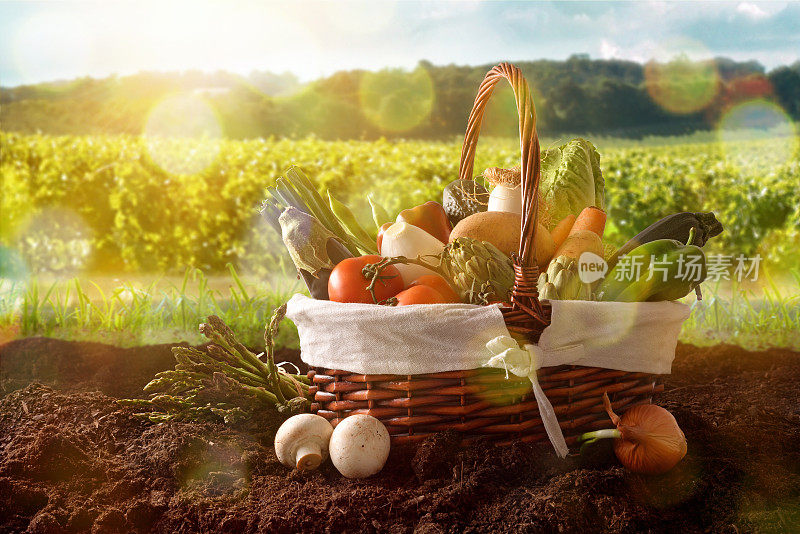 蔬菜在篮子里的土壤与作物景观背景