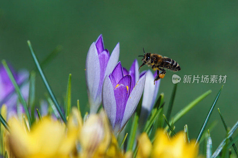 蜜蜂在磨粉