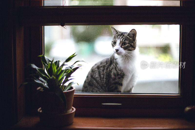 虎斑猫透过窗户往房子里看