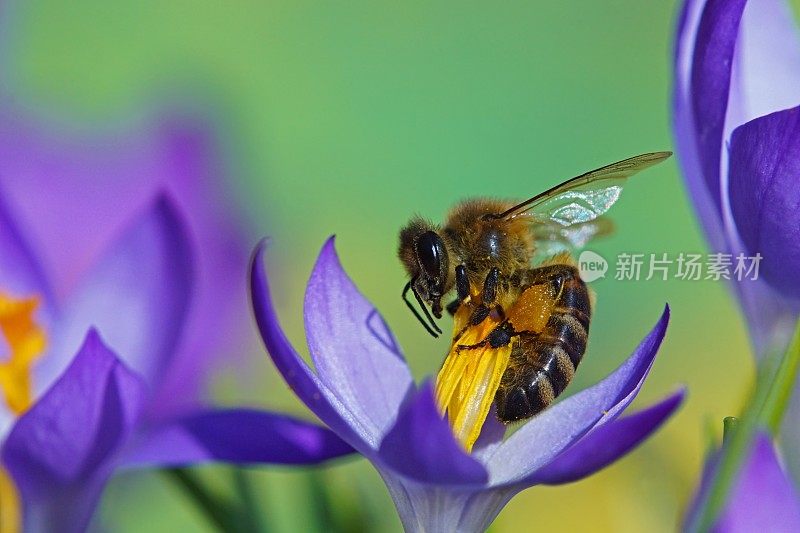 蜜蜂在磨粉