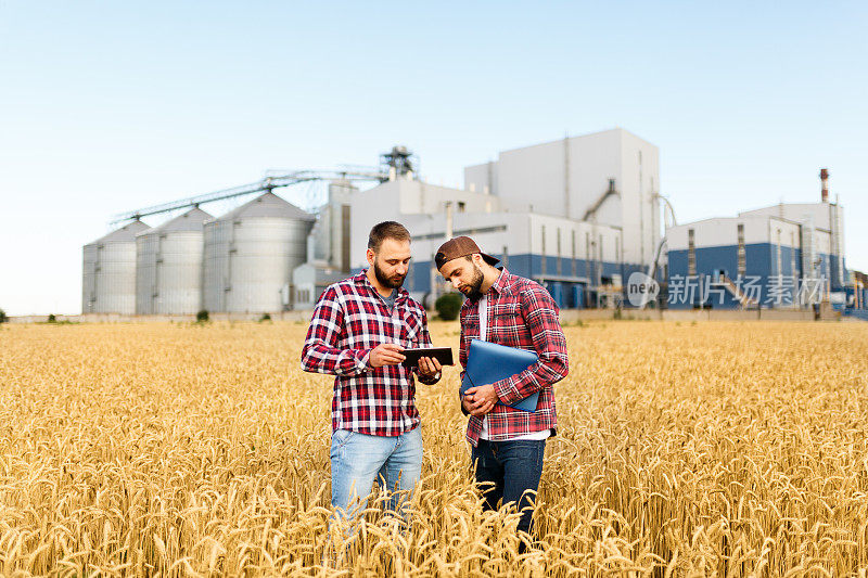两个农民拿着石板站在麦田里。农学家以谷物终端电梯为背景，探讨小麦穗间的收获与作物