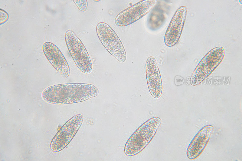 四膜虫是一种单细胞纤毛原生动物