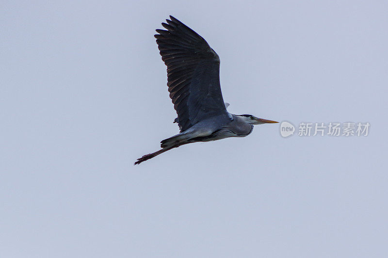 格雷飞行,heron