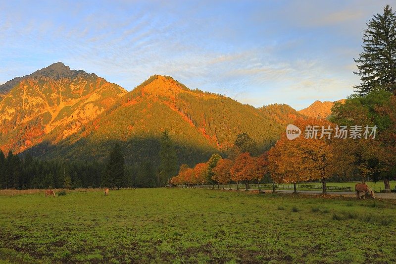 哈夫林格马-种马在阿尔卑斯景观附近的卡文德尔山脉和巴伐利亚阿尔卑斯山在德国-雄伟的高山景观在金色的秋天，戏剧性的蒂罗尔山全景和田园式的蒂罗尔草地，奥地利
