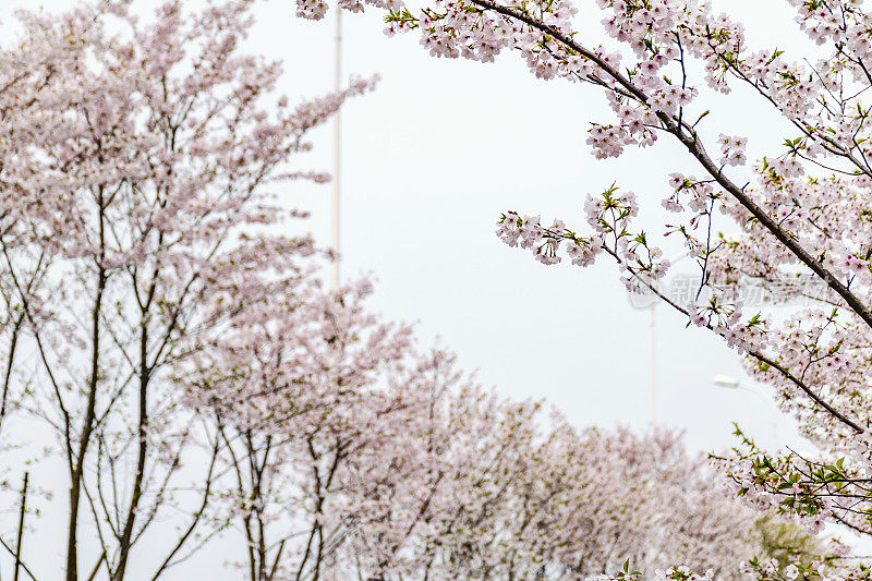 樱花樱花