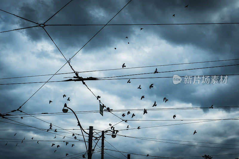 鸟儿在暴风雨中飞过电线。