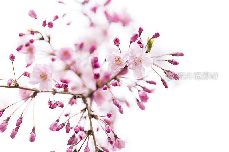 近距离的粉红色樱花花蕾在春天