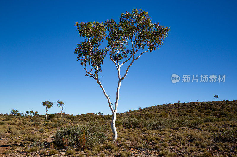 拉拉平塔小径蜿蜒穿过澳大利亚西部麦克唐奈山脉的内陆沙漠