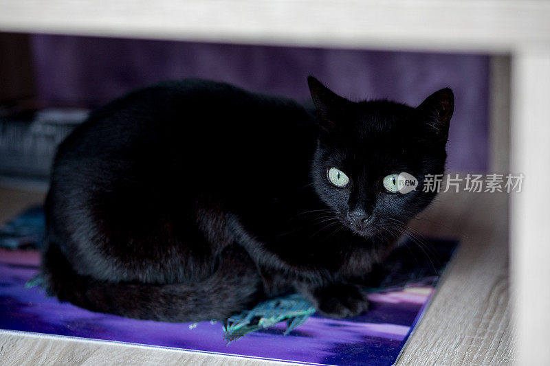 桌子下面有只绿眼睛的黑猫