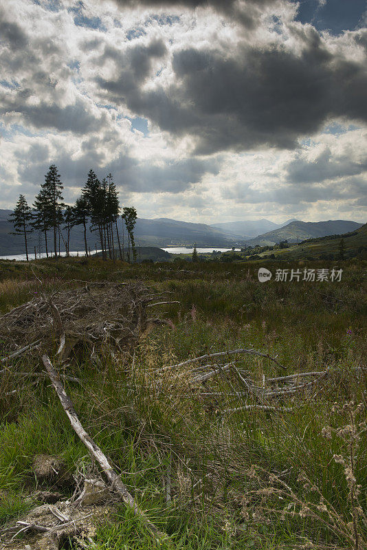 苏格兰泰湖的森林遗迹