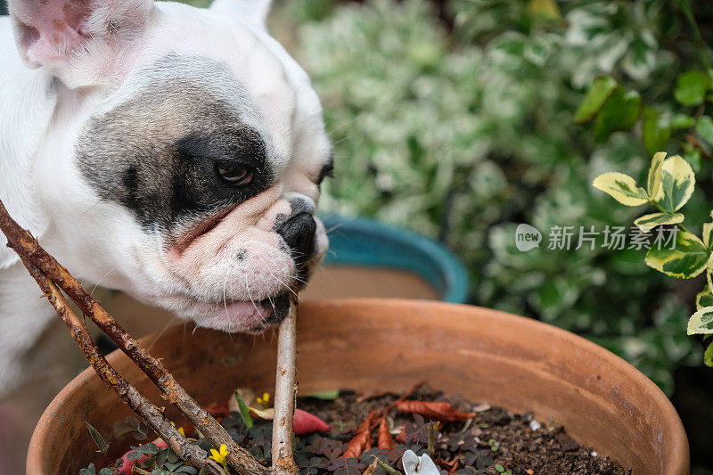 一只法国斗牛犬在啃盆栽