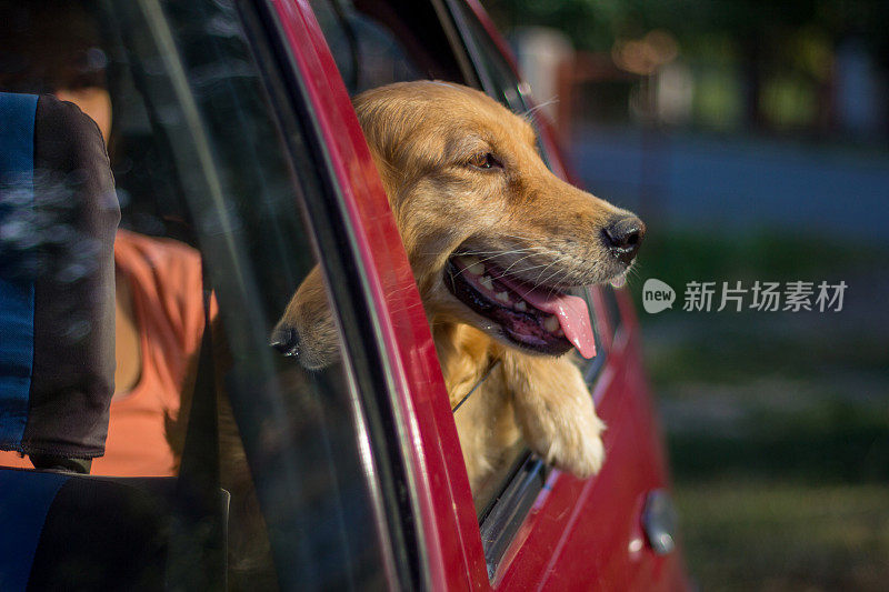 从车窗向外看的金毛猎犬