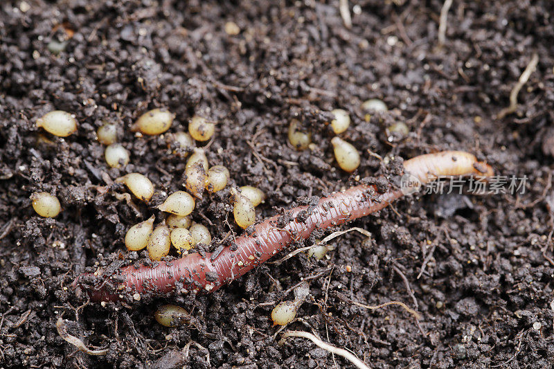 Vermicompost