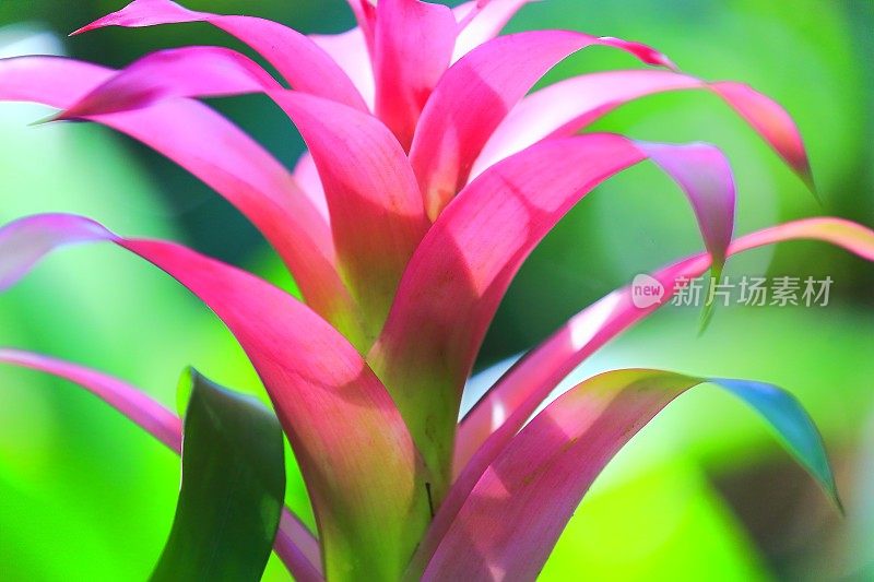 田园诗般的凤梨花头怒放，娇艳的植物-美丽的古斯曼尼亚景观-植物科:凤梨科-巴西亚马逊雨林和潘塔纳尔湿地的热带植物-巴西