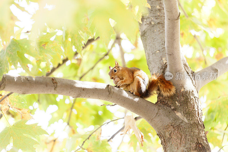 可爱的松鼠在树上吃坚果