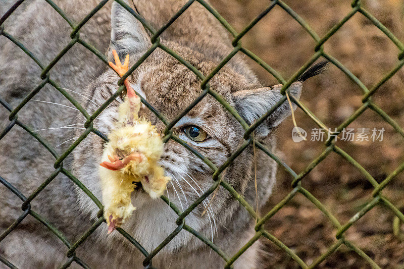 欧亚猞猁(大型猫科动物)正在吃一只死鸡