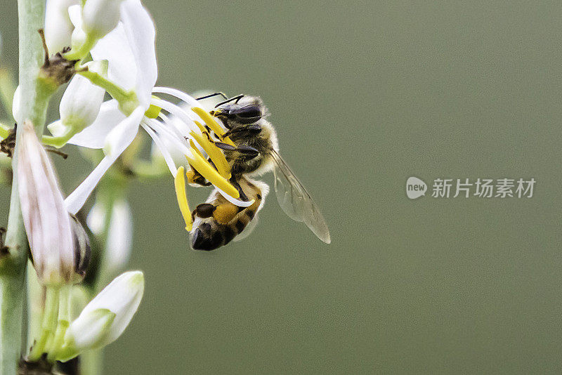 为吊兰授粉的蜜蜂