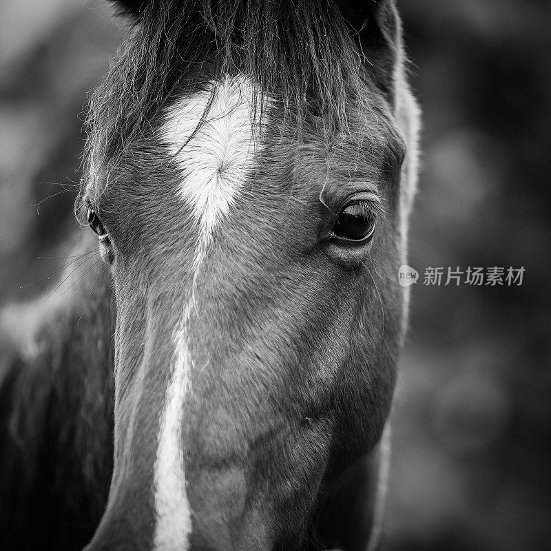 马特写在黑色和白色