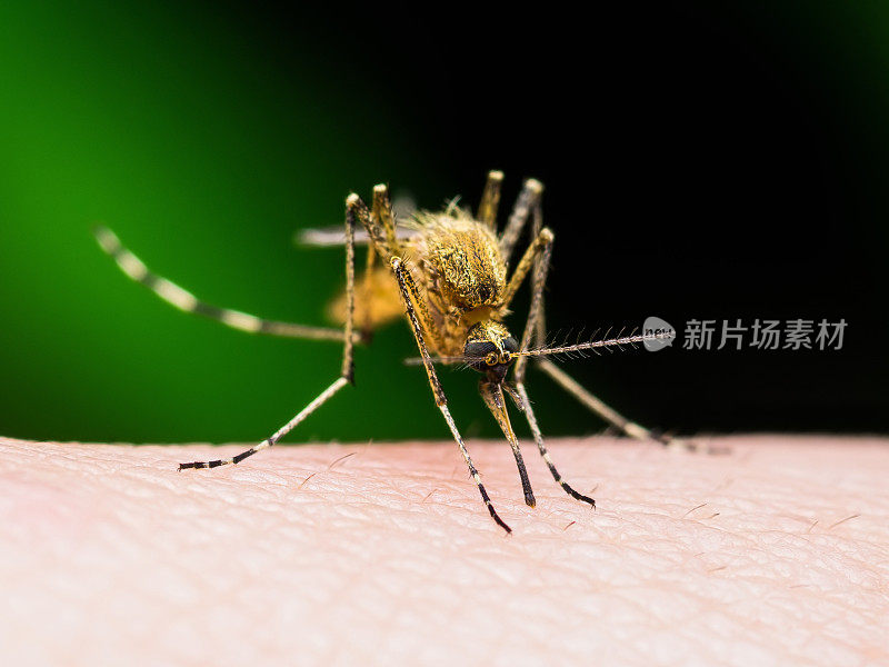 疟疾或寨卡病毒感染蚊子叮咬在黑暗的背景