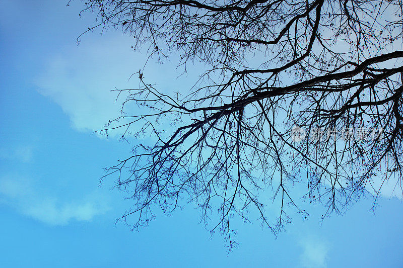 热带剪影高对比树下的蓝天。