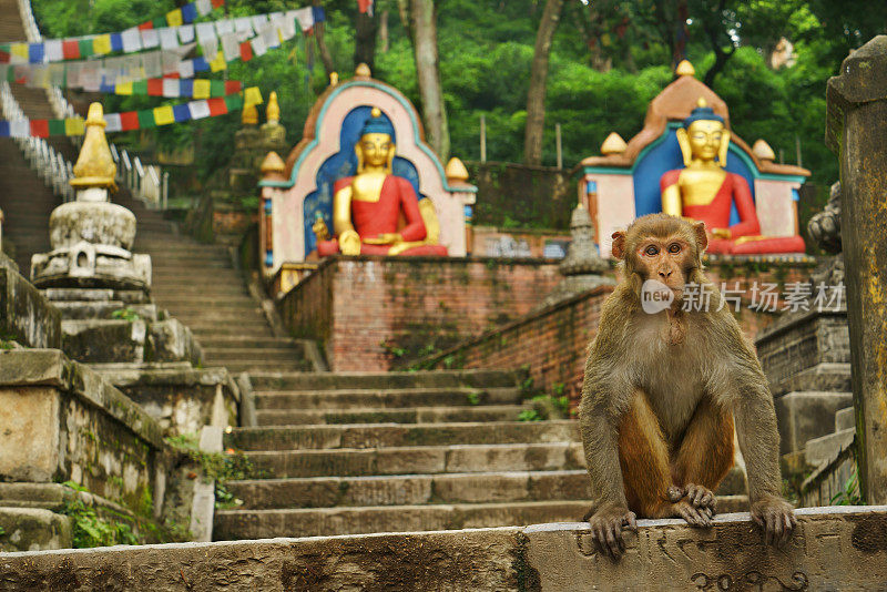 一只猴子坐在加德满都Swayambhunath寺庙的台阶上