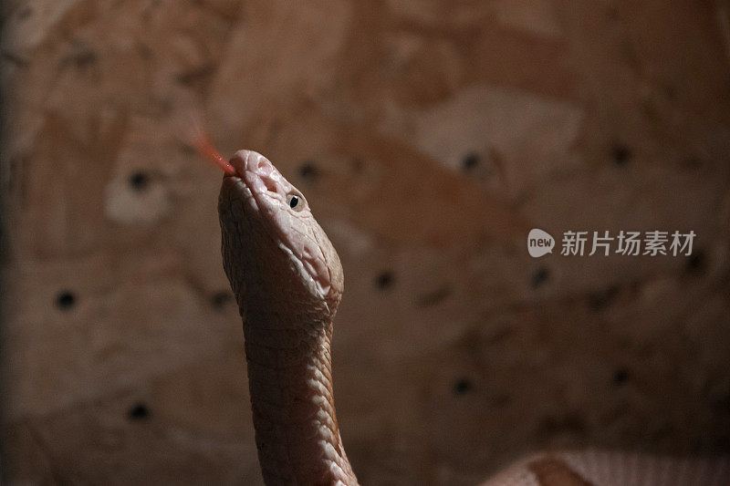 铜头蛇(蝮蛇)-饲养在水族箱中的一种外来毒蛇