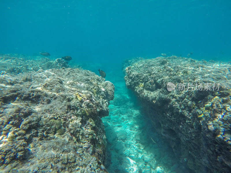 水下拍摄的热带鱼在珊瑚和清澈湛蓝的水，印度尼西亚