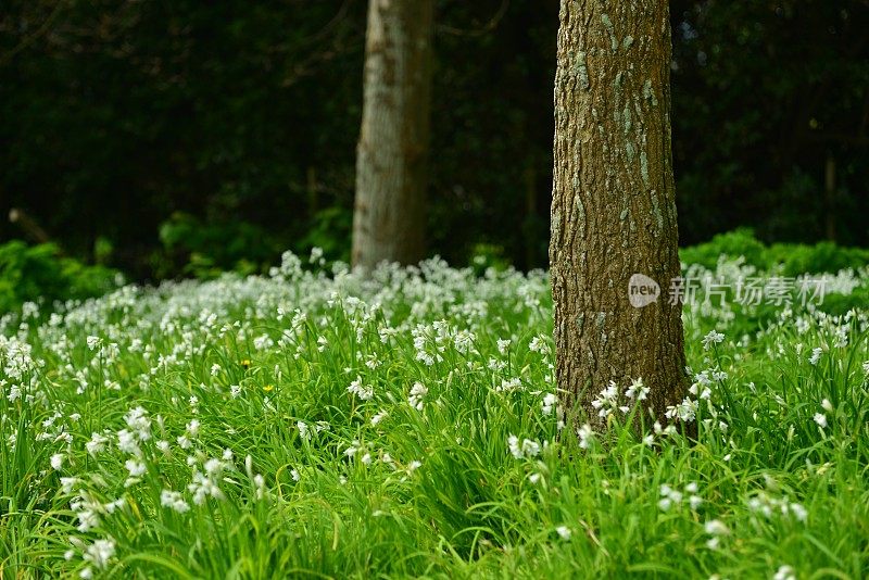 白蒜野花，英国