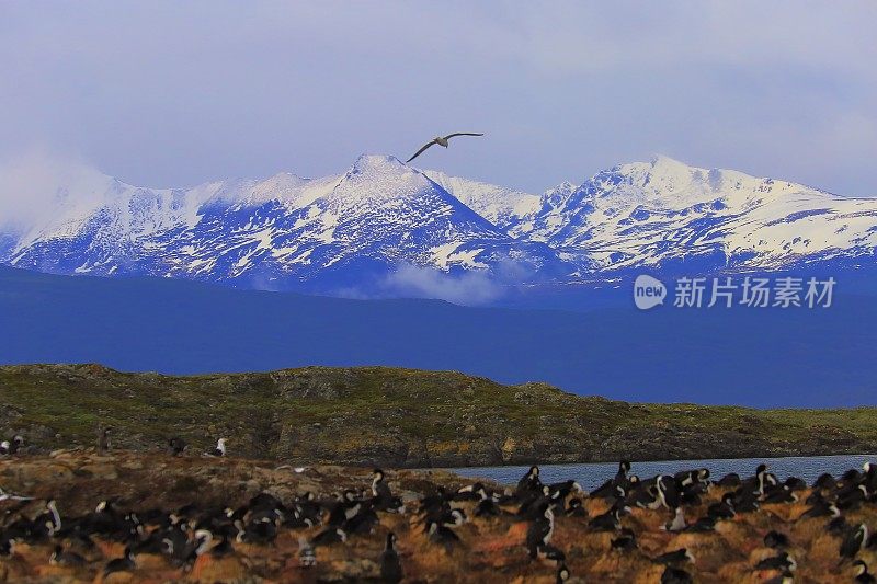 比格尔海峡和海鸟岛殖民地-雪顶安第斯，乌斯怀亚