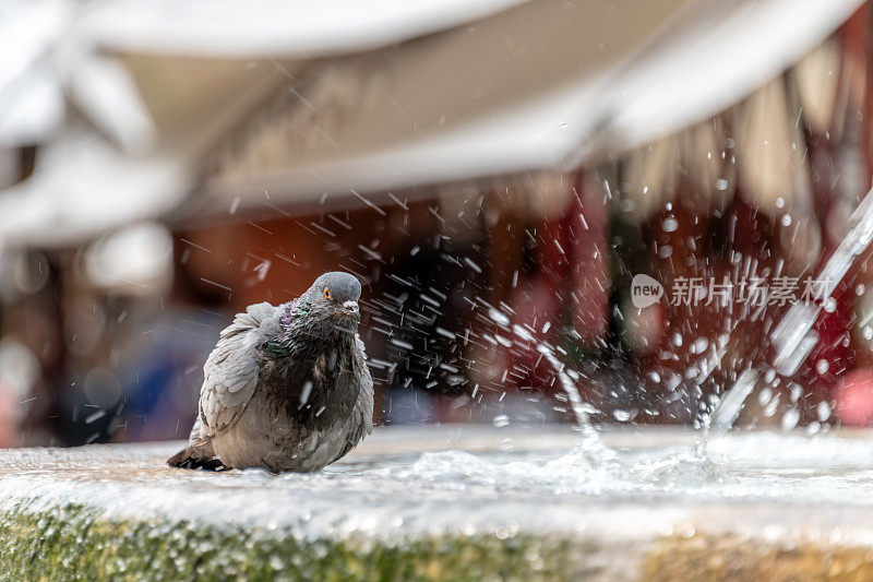鸽子在喷泉里给鸟洗澡