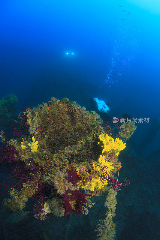 潜水技术潜水员探索和享受沉船潜水海上生命潜水夫妇水上运动技术潜水水肺潜水员的观点