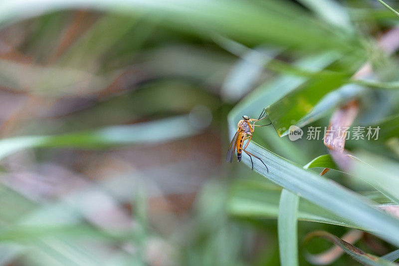 在稻草上飞翔