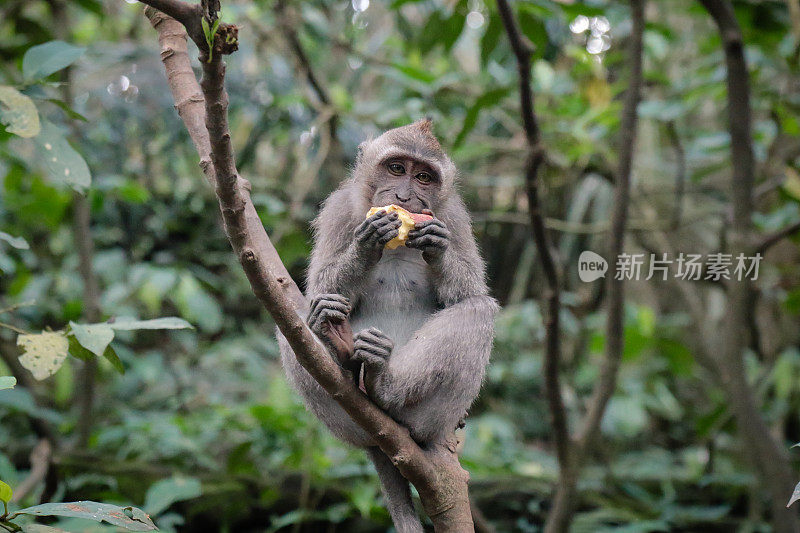 猴子在丛林里坐着吃东西