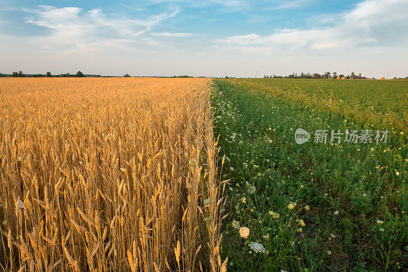 加拿大的农田:日落中的麦田
