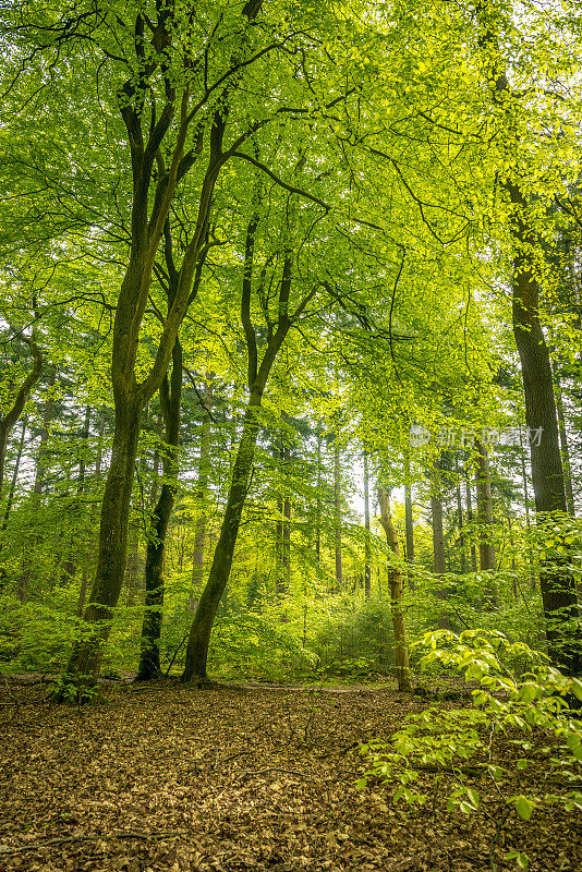 在春天的Leuvenumse森林的山毛榉树上穿过新鲜的绿色树叶