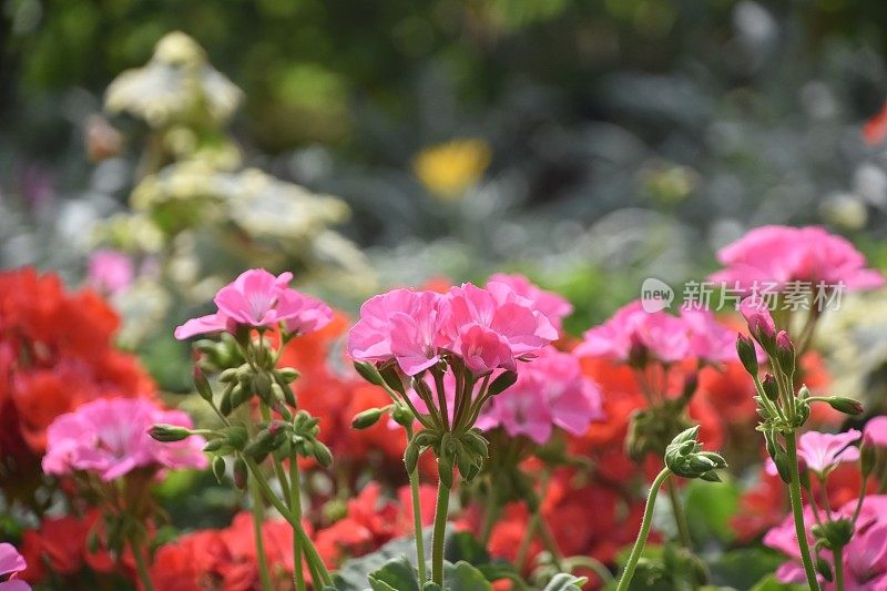 季节性的花，红色和紫色