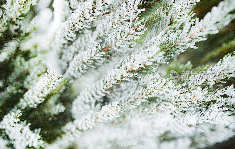 雪中的冷杉枝