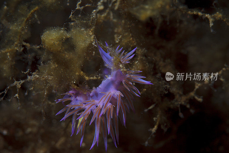 紫色裸鳃海生物水下之美