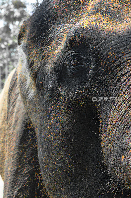 巨大的苏门答腊象头的侧面视图